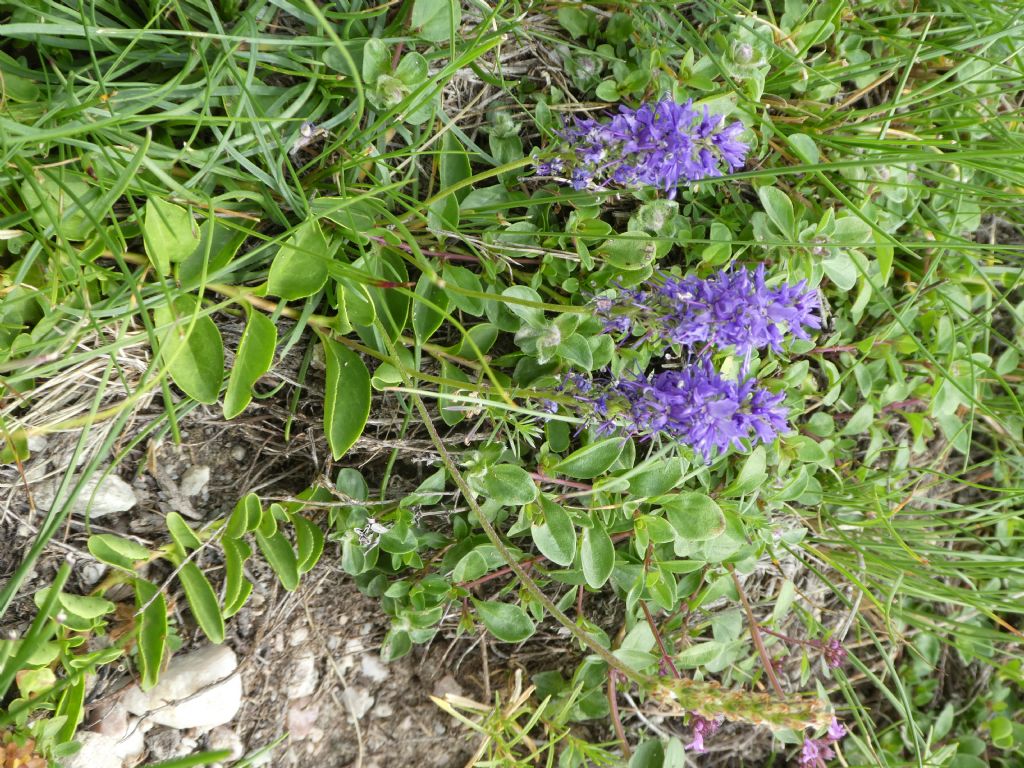 Veronica allionii